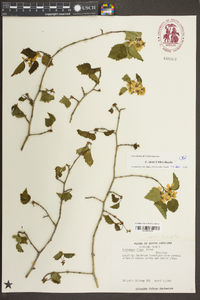 Crataegus iracunda image