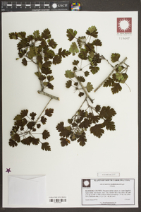 Crataegus marshallii image