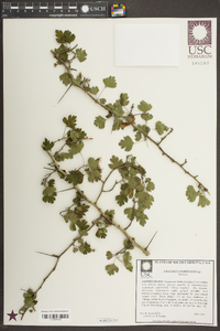 Crataegus marshallii image