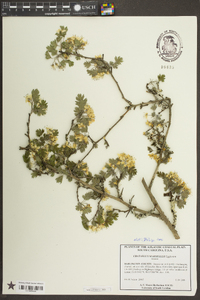 Crataegus marshallii image