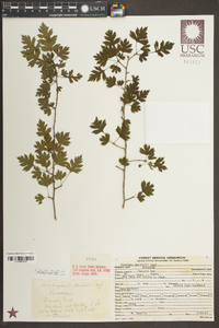 Crataegus marshallii image