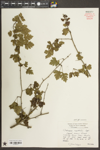 Crataegus marshallii image