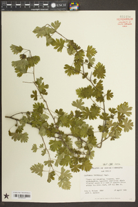 Crataegus marshallii image
