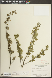 Crataegus marshallii image