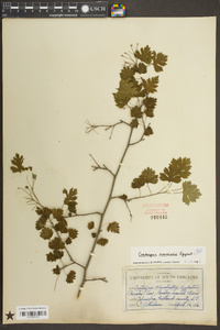 Crataegus marshallii image