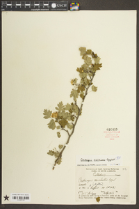 Crataegus marshallii image