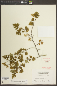 Crataegus marshallii image