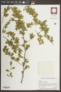 Crataegus munda image