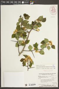 Crataegus pruinosa image