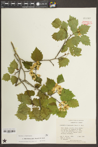 Crataegus pruinosa image