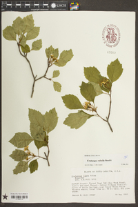 Crataegus rubella image