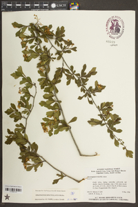 Crataegus flava image