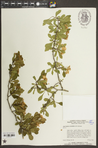 Crataegus spathulata image