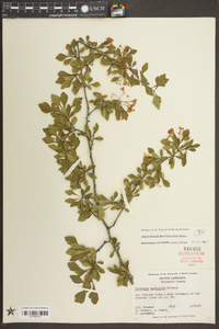 Crataegus spathulata image