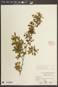 Crataegus spathulata image