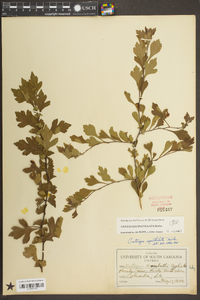 Crataegus spathulata image