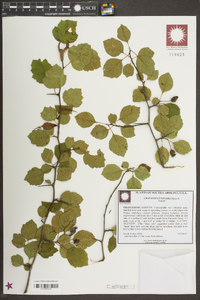 Crataegus uniflora image