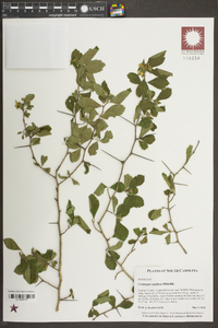 Crataegus uniflora image