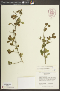 Crataegus uniflora image