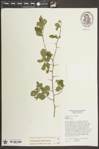 Crataegus uniflora image