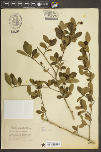 Crataegus uniflora image