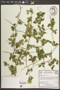 Crataegus uniflora image
