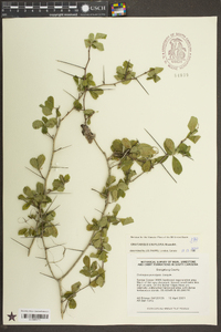 Crataegus uniflora image