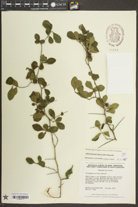 Crataegus uniflora image