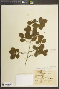 Crataegus uniflora image