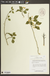 Crataegus viridis image