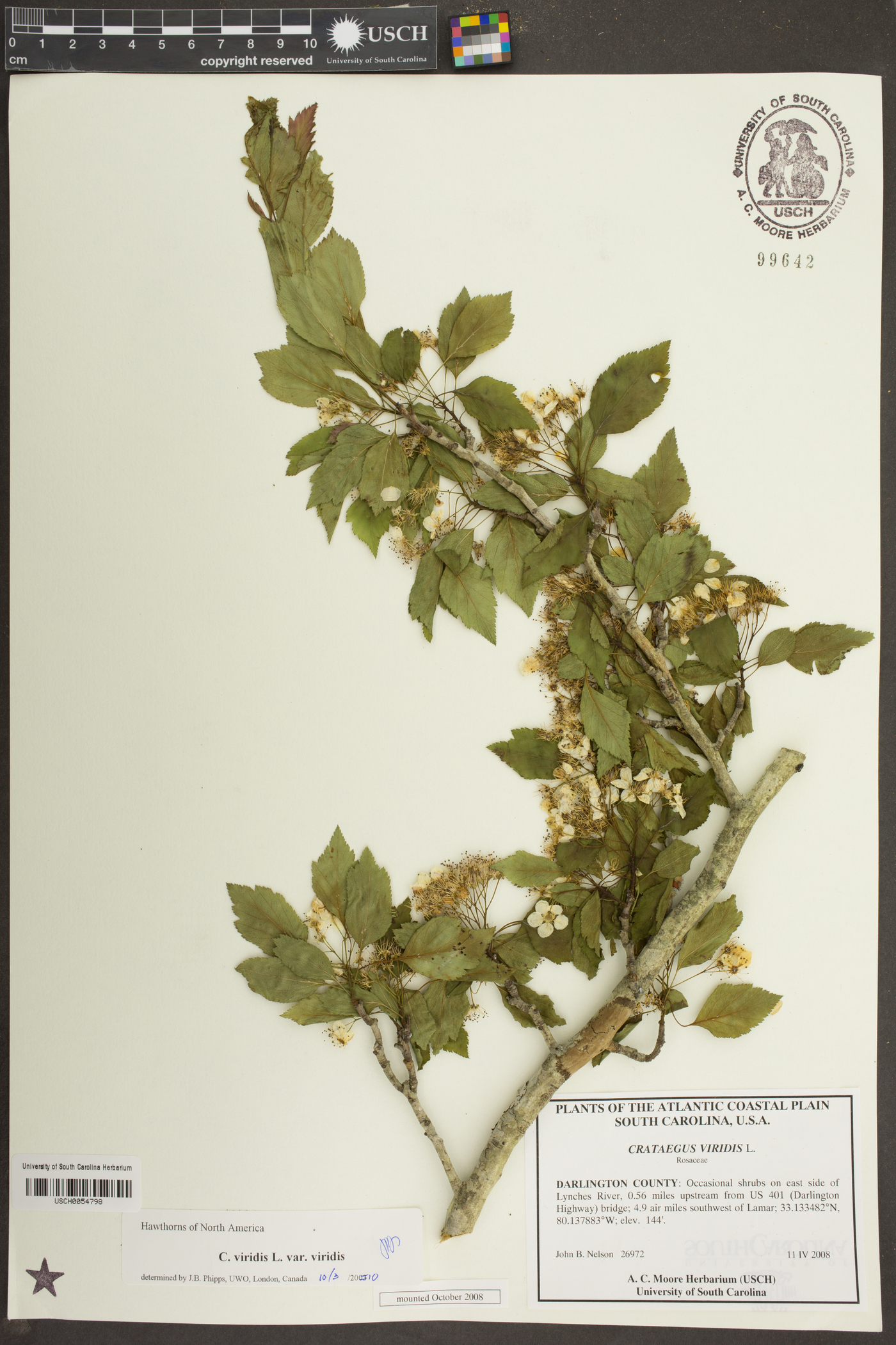 Crataegus viridis var. viridis image