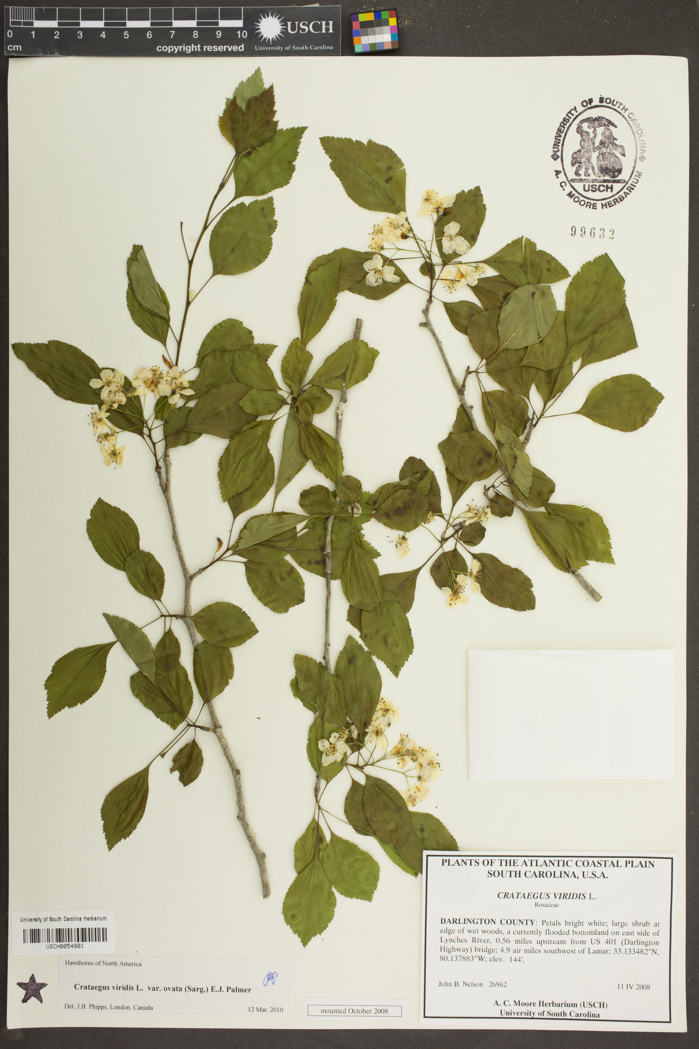 Crataegus viridis image