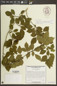 Crataegus viridis var. ovata image