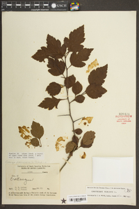 Crataegus viridis image