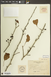 Crataegus viridis image