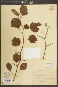 Crataegus viridis image