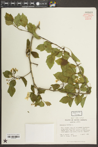 Crataegus viridis image