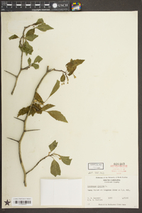 Crataegus viridis image