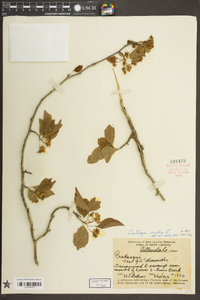 Crataegus viridis image