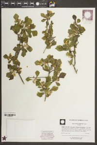 Crataegus dispar image