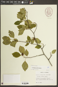 Crataegus gilva image