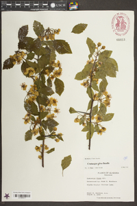 Crataegus gilva image