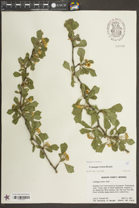 Crataegus lanata image