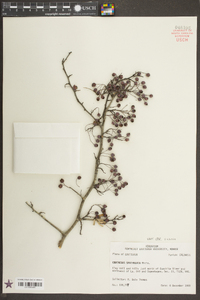 Crataegus spathulata image