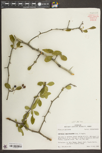 Crataegus brachyacantha image