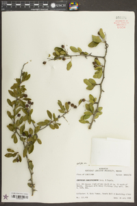 Crataegus brachyacantha image