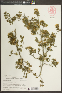 Crataegus marshallii image