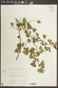 Crataegus marshallii image