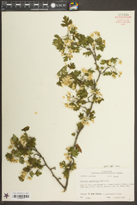 Crataegus marshallii image