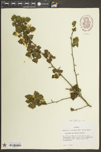 Crataegus marshallii image